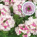 Bild von Verbena P12 Bicolour Pink